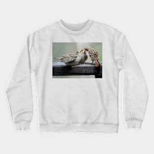 Sparrow Fledglings Being Fed Crewneck Sweatshirt